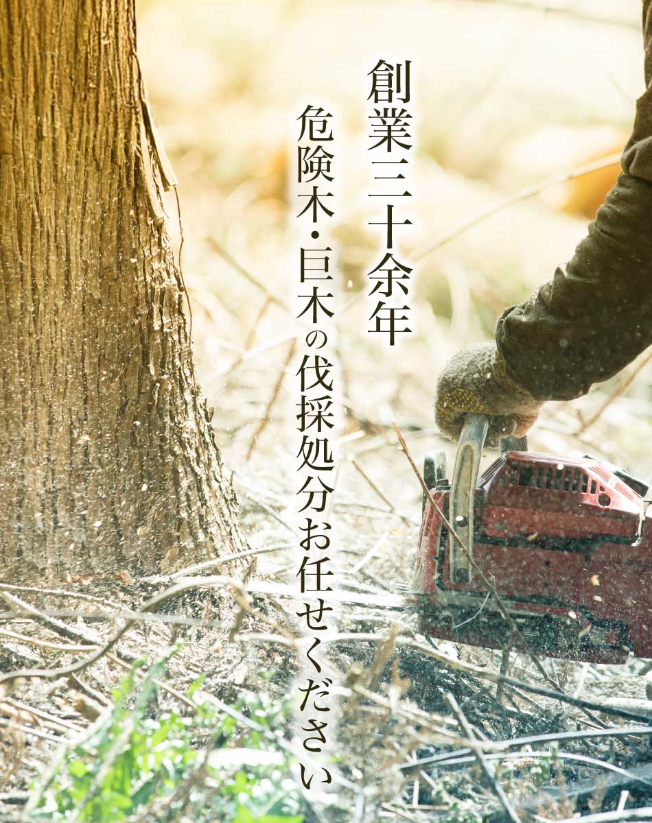 創業三十余年 樹木・巨木の伐採処分お任せください
